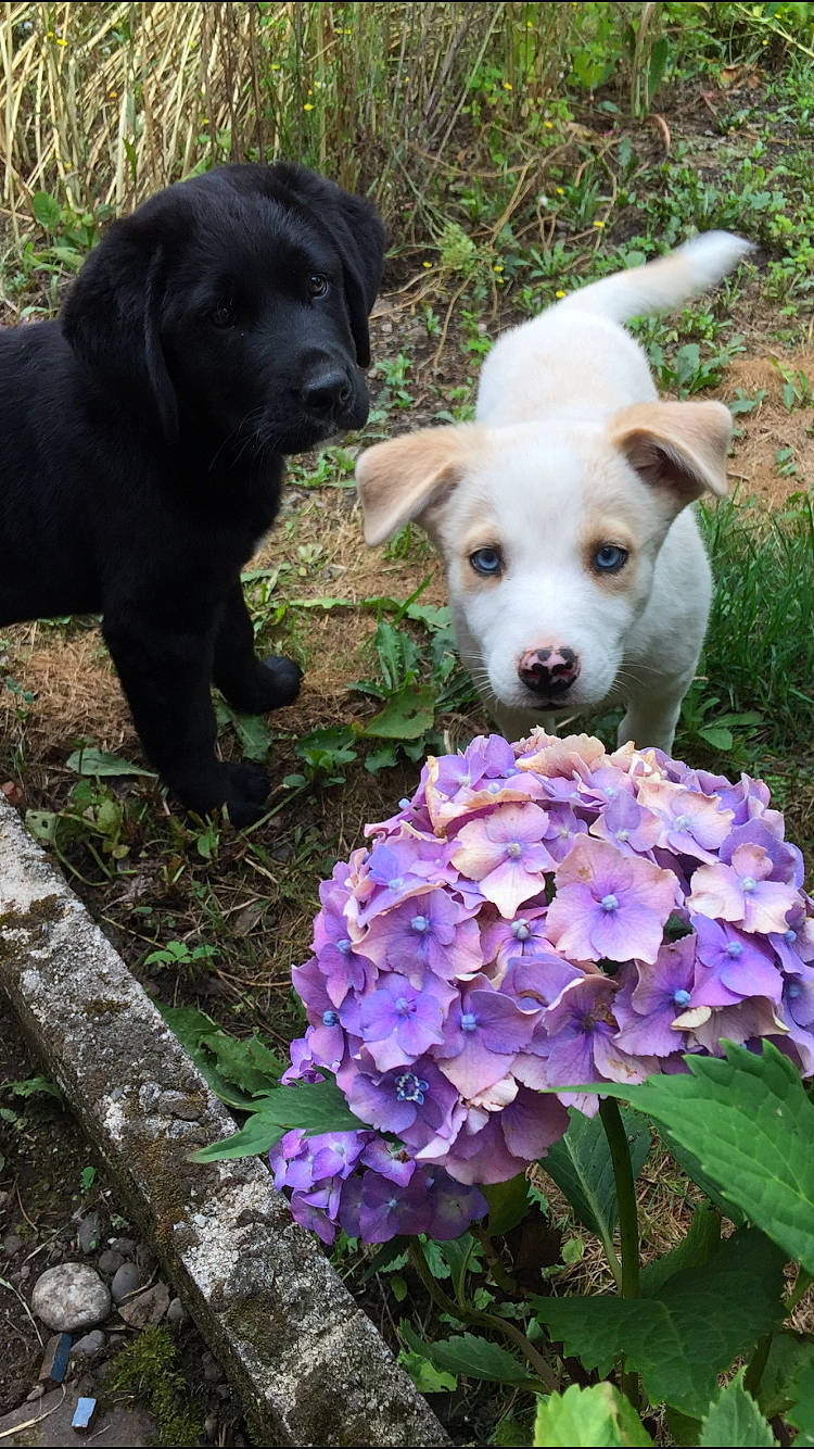 Boo participe au concours pour gagner de l'argent avec cette photo : canidae, carnivore, cornales, dog, dog_breed, fawn, flower, hydrangea, hydrangeaceae, labrador_retriever, plant, puppy, retriever, sporting_group, viola, violet_family