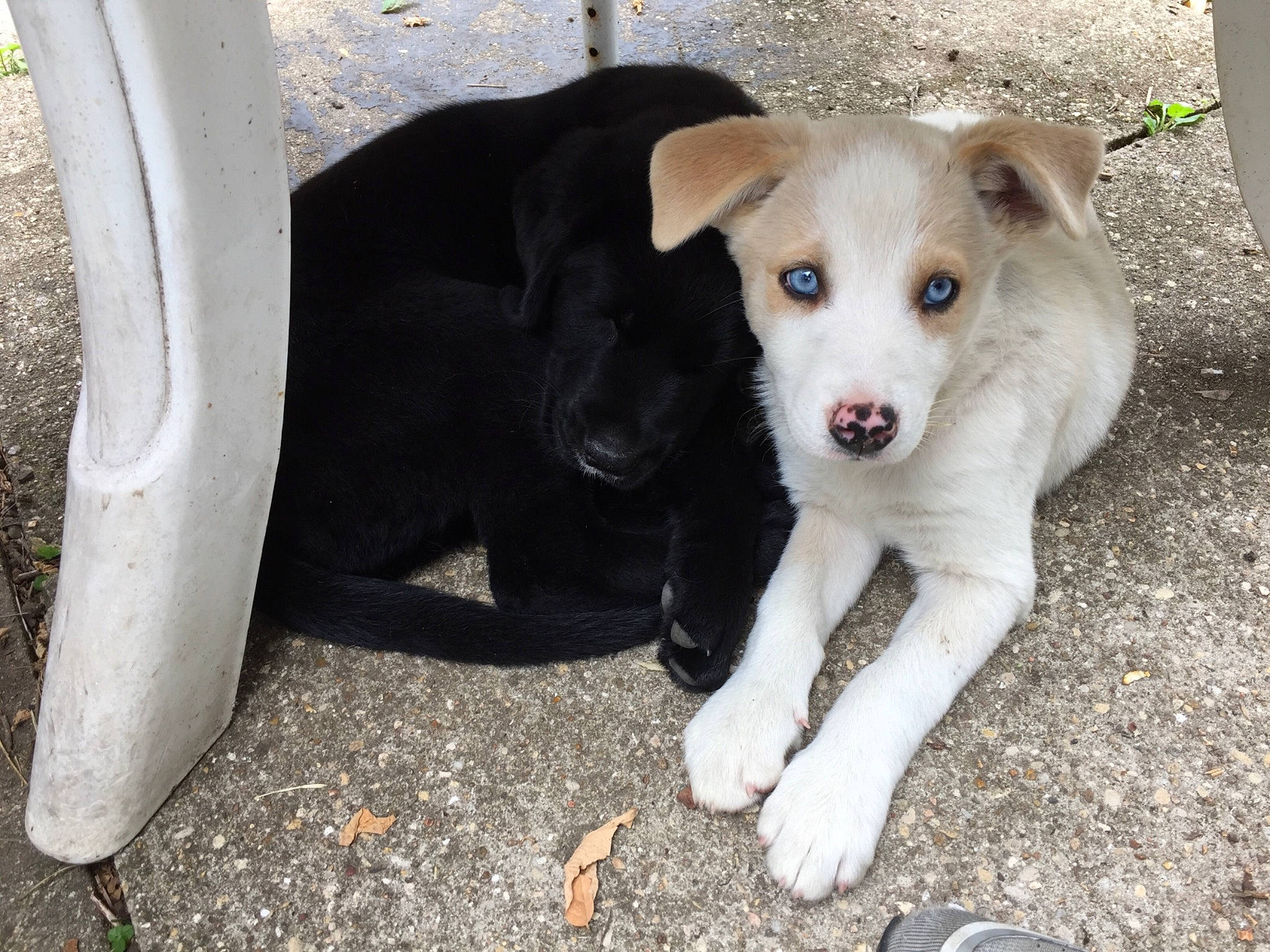 Boo a rejoint le concours — aidez-le/la à gagner de superbes lots ! aspin, border_collie, canidae, carnivore, companion_dog, dog, dog_breed, fawn, feist, mammal, potcake_dog, puppy, rare_breed_dog, sporting_group, street_dog, vertebrate