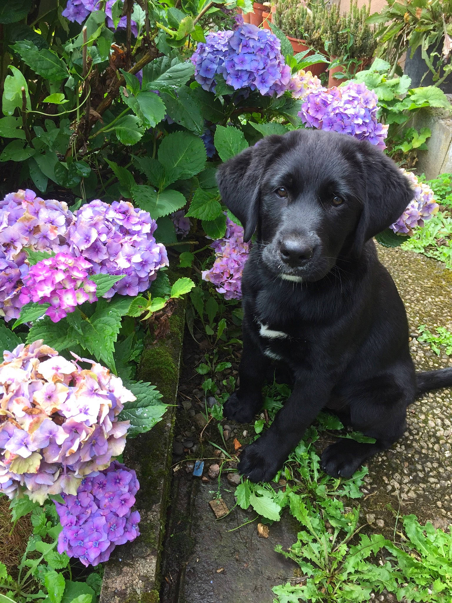 Oli a rejoint le concours — aidez-le/la à gagner de superbes lots ! annual_plant, canidae, carnivore, cornales, dog, dog_breed, flower, garden, groundcover, hydrangea, hydrangeaceae, labrador_retriever, plant, puppy, purple, shrub, sporting_group, viola, violet_family