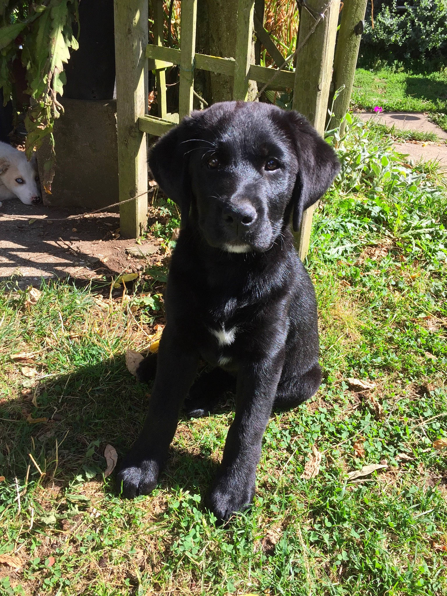 Oli participe au concours pour gagner de l'argent avec cette photo : beagador, borador, canidae, carnivore, companion_dog, dog, dog_breed, flat_coated_retriever, hunting_dog, labrador_retriever, mammal, patterdale_terrier, plant, pointing_breed, puppy, retriever, snout, sporting_group, vertebrate