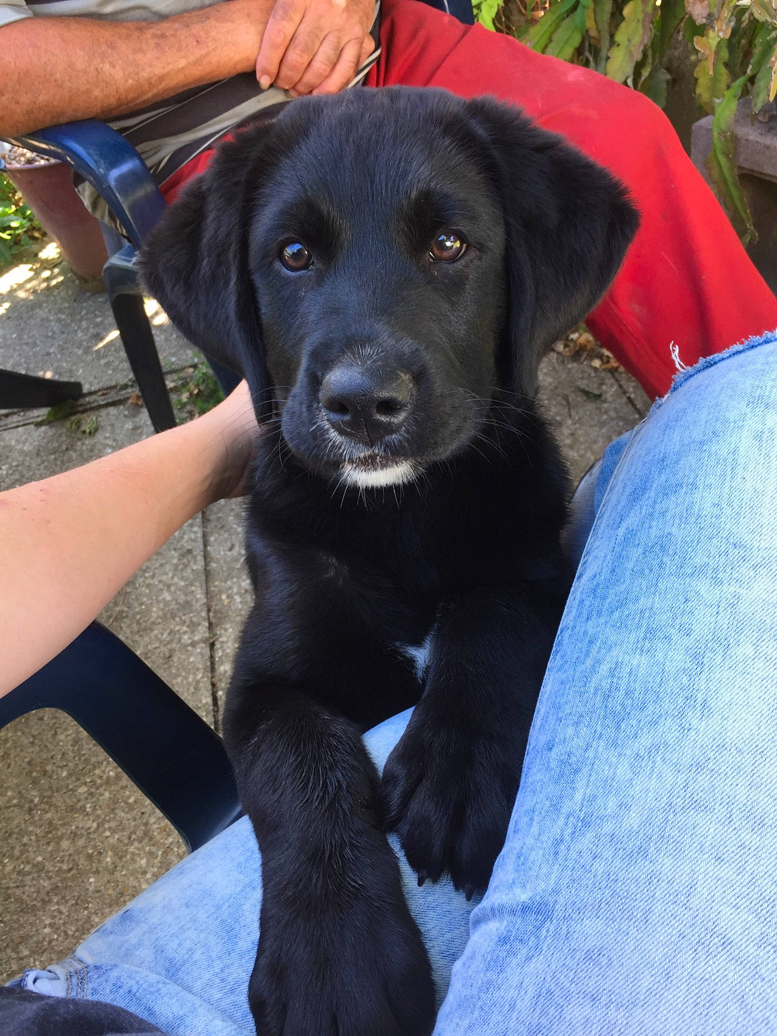 Oli a rejoint le concours — aidez-le/la à gagner de superbes lots ! beagador, borador, canidae, carnivore, companion_dog, dog, dog_breed, flat_coated_retriever, hunting_dog, labrador_retriever, mammal, patterdale_terrier, pointing_breed, puppy, retriever, snout, sporting_group, vertebrate