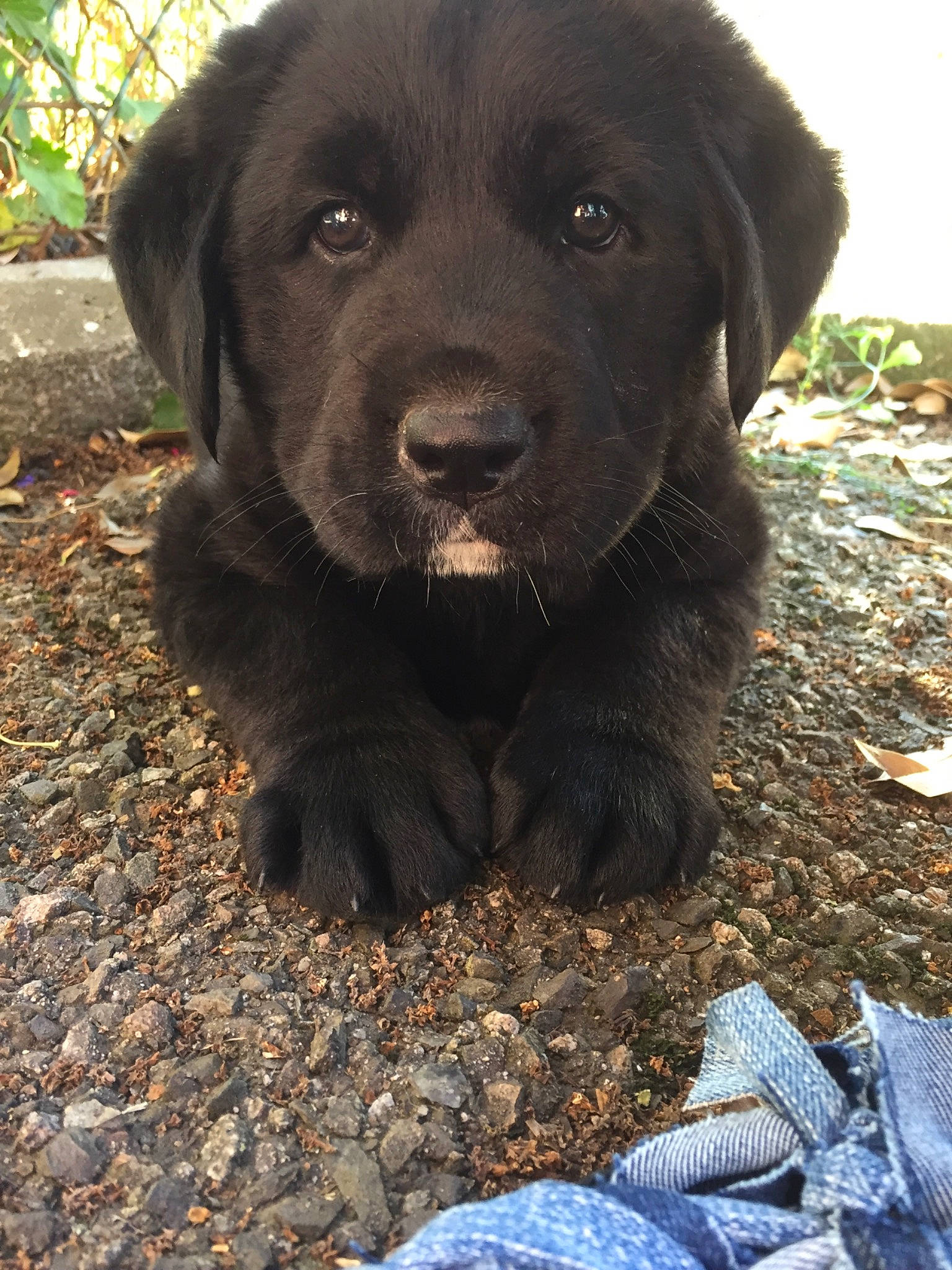 Oli participe au concours pour gagner de l'argent avec cette photo : beagador, borador, canidae, carnivore, companion_dog, dog, dog_breed, flat_coated_retriever, hunting_dog, labrador_retriever, mammal, puppy, retriever, snout, sporting_group, vertebrate