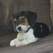 Copper is registered to the contest to win money with this photo: puppy, dog, tricolor, couch, brown, fur, pet, animal, cute, young, indoors, resting, cozy, looking, ears, small, adorable, snout, paws, collar