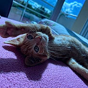 Oupsy participe au concours pour gagner de l'argent avec cette photo : kitten, cat, ginger_cat, paw, whiskers, blanket, purple, indoor, window, sky, clouds, sunlight, stretching, cute, pet, feline, relaxing, home, soft, cozy