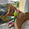 Oupsy participe au concours pour gagner de l'argent avec cette photo : kitten, orange_cat, toy_mouse, basket, window, cushion, patterned_cushion, indoor, playful, pet, feline, whiskers, sunlight, soft_fur, close_up, curious, bright, colorful, cozy, domestic_animal