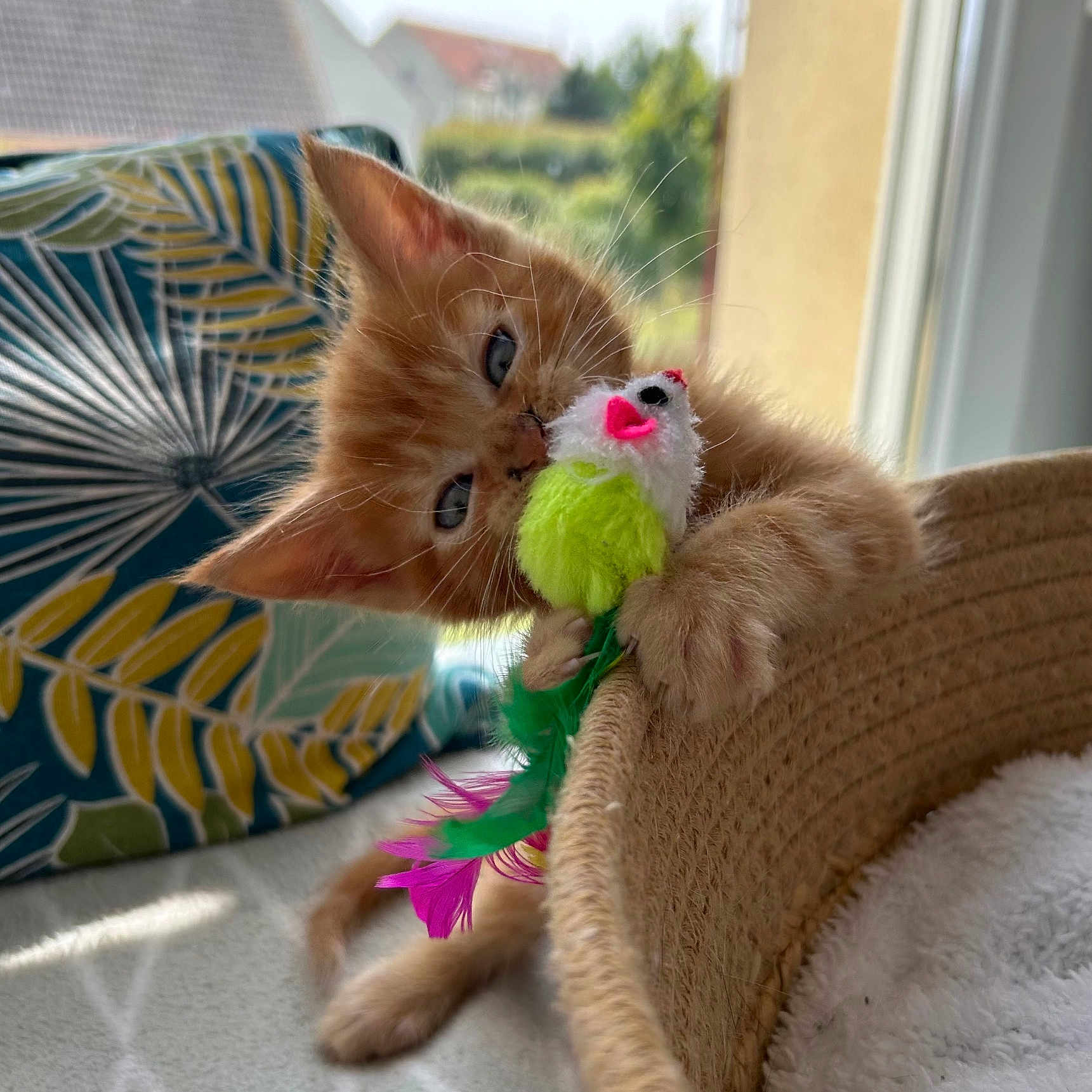 Oupsy participe au concours pour gagner de l'argent avec cette photo : kitten, orange_cat, toy_mouse, basket, window, cushion, patterned_cushion, indoor, playful, pet, feline, whiskers, sunlight, soft_fur, close_up, curious, bright, colorful, cozy, domestic_animal