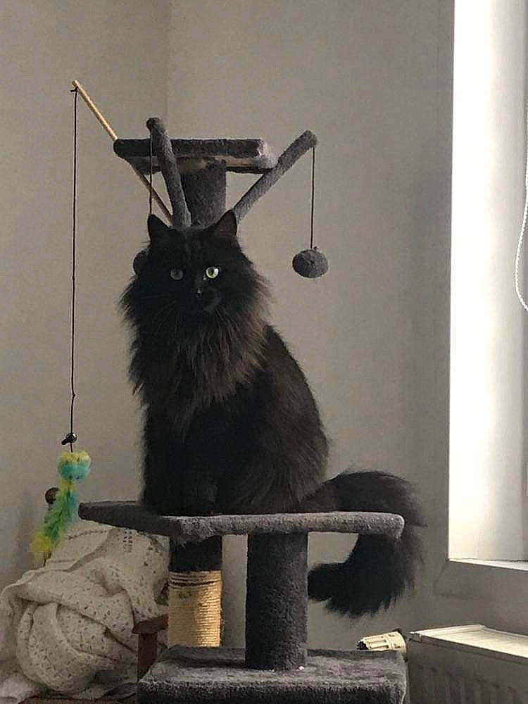 Jack a rejoint le concours — aidez-le/la à gagner de superbes lots ! black_cat, carnivore, cat, cat_supply, domestic_short_haired_cat, feather, felidae, fur, grey, metal, monochrome, monochrome_photography, pet_supply, small_to_medium_sized_cats, still_life_photography, tail, whiskers