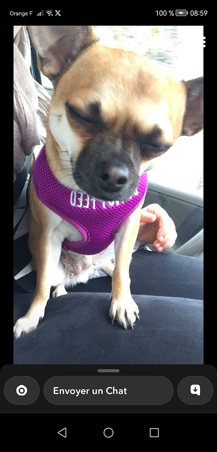 Choupette participe au concours pour gagner de l'argent avec cette photo : carnivore, chihuahua, communication_device, companion_dog, dog, dog_breed, dog_supply, fawn, font, gadget, gesture, multimedia, photograph, portable_communications_device, snapshot, snout, sporting_group, toy_dog, whiskers, working_animal