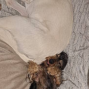 Fidel participe au concours pour gagner de l'argent avec cette photo : dog, lying_down, blanket, cozy, indoor, pets, sleeping, fur, relaxed, two_dogs, companion, animal, cute, resting, canine, brown_fur, white_fur, collar, snuggle, soft