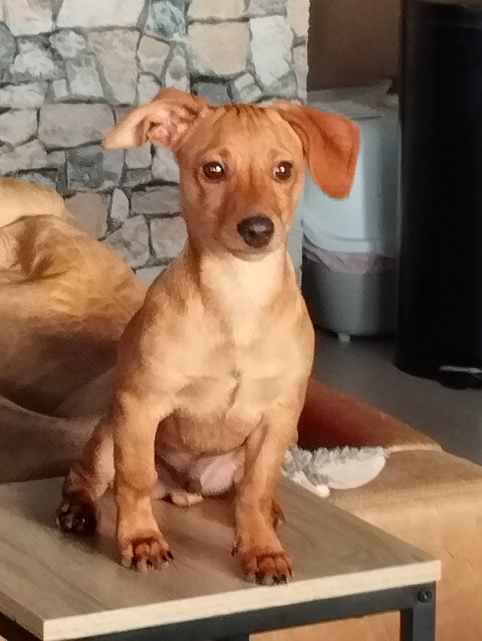 Ulysse a rejoint le concours — aidez-le/la à gagner de superbes lots ! canidae, carnivore, chair, companion_dog, dog, dog_breed, dog_collar, dog_supply, fawn, paw, pet_supply, snout, sporting_group, street_dog, table, terrestrial_animal, toy_dog, whiskers, wood, working_animal