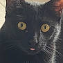 black_cat, cat, pet, animal, close_up, yellow_eyes, whiskers, fur, cute, tongue_out, curious, portrait, indoor, feline, mammal, face, ears, nose, expression, domestic_animal
