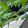 black_cat, cat, green_leaves, foliage, balcony, outdoor, nature, plant, pet, animal, hiding, curious, close_up, leafy, urban, background_building, daylight, mammal, eyes, stealth