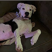 Teddybear is registered to the contest to win money with this photo: dog, spotted, couch, indoor, pet, relaxed, bandana, animal, white, black_spots, paw, face, fur, laying_down, canine, companion, home, resting, looking_at_camera, domestic