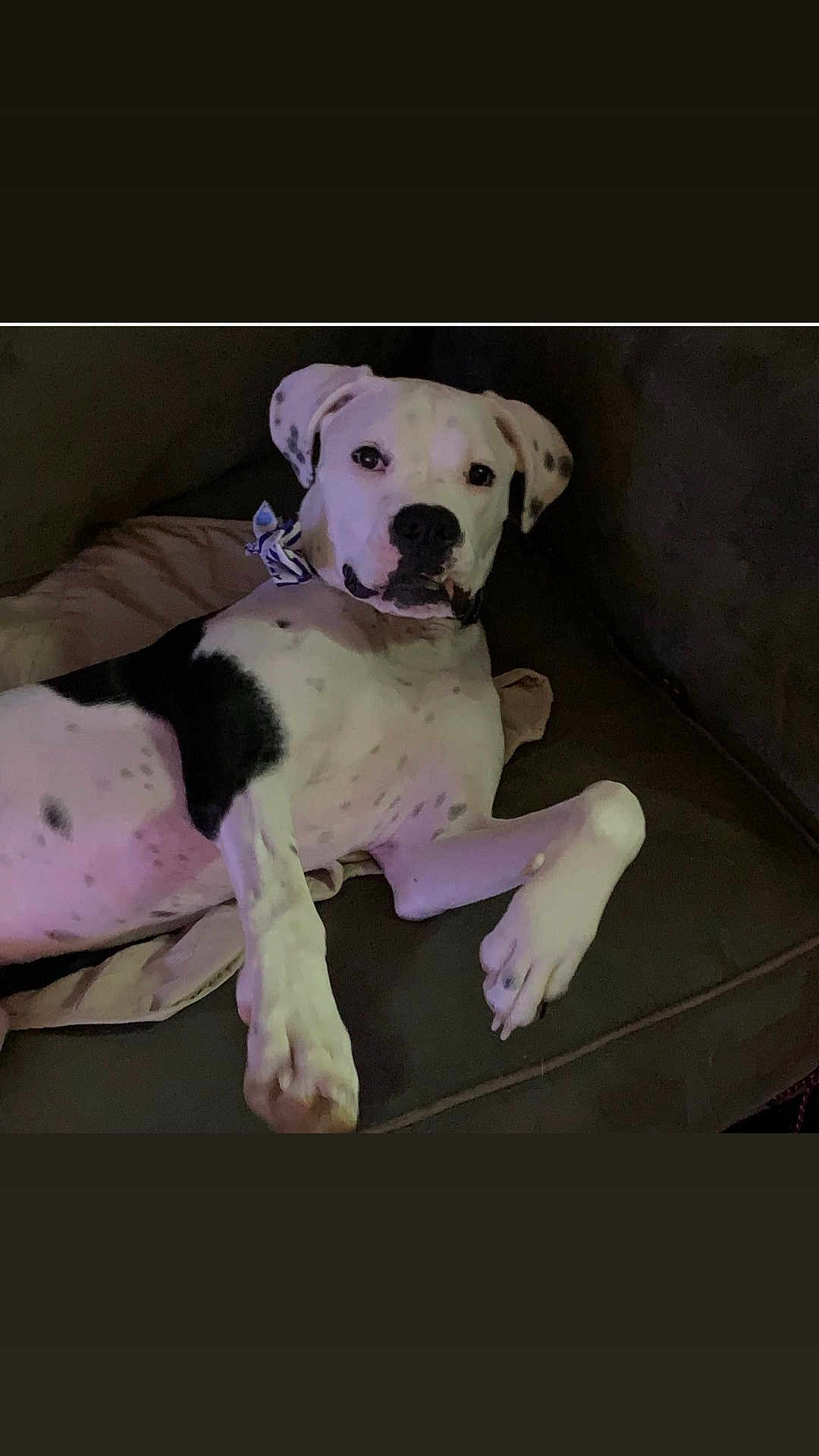 Teddybear is registered to the contest to win money with this photo: dog, spotted, couch, indoor, pet, relaxed, bandana, animal, white, black_spots, paw, face, fur, laying_down, canine, companion, home, resting, looking_at_camera, domestic