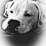 Teddy joined the competition — help win amazing prizes! american_bulldog, black_and_white, boxer, bulldog, canidae, carnivore, dog, dog_breed, dogo_argentino, mammal, non_sporting_group, photography, pit_bull, puppy, rare_breed_dog, snout, sporting_group, valley_bulldog, white, white_english_bulldog