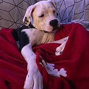 Teddy is registered to the contest to win money with this photo: american_bulldog, american_pit_bull_terrier, beagador, canidae, carnivore, catahoula_bulldog, companion_dog, dog, dog_breed, dogo_argentino, dogo_guatemalteco, fawn, labrador_retriever, mammal, non_sporting_group, pit_bull, puppy, puppy_love, sporting_group, vertebrate