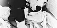 Teddy is registered to the contest to win money with this photo: black_and_white, canidae, carnivore, dalmatian, drawing, great_dane, monochrome, non_sporting_group, puppy_love