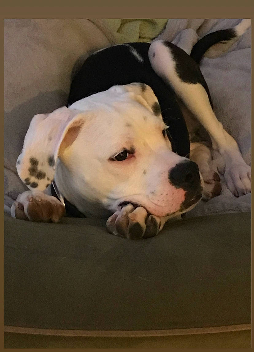 Teddy Bear joined the competition — help win amazing prizes! american_bulldog, american_pit_bull_terrier, american_staffordshire_terrier, canidae, carnivore, dog, dog_breed, dogo_argentino, dogo_guatemalteco, fawn, mammal, non_sporting_group, pit_bull, puppy, snout, valley_bulldog, vertebrate