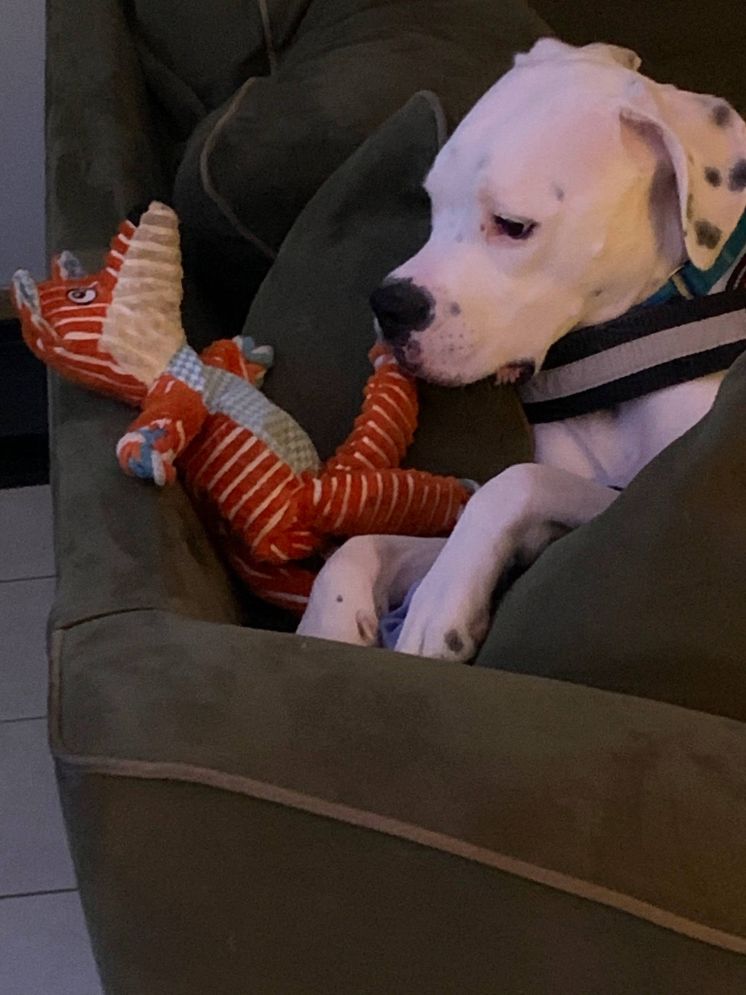 Teddy Bear is registered to the contest to win money with this photo: american_bulldog, american_pit_bull_terrier, american_staffordshire_terrier, bulldog, canidae, carnivore, companion_dog, dog, dog_breed, dogo_argentino, dogo_guatemalteco, fawn, guard_dog, mammal, non_sporting_group, pit_bull, rare_breed_dog, sporting_group
