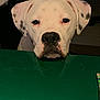 Teddy Bear is registered to the contest to win money with this photo: american_bulldog, boxer, bulldog, canidae, carnivore, cordoba_fighting_dog, dalmatian, dog, dog_breed, dogo_argentino, dogo_guatemalteco, games, guard_dog, mammal, non_sporting_group, snout, valley_bulldog