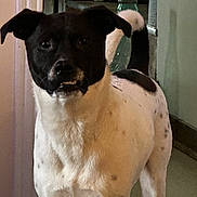 Charlie joined the competition — help win amazing prizes! dog, black_and_white, pet, indoor, portrait, standing, tail, perked_ears, eyes, toothy_grin, fur, spotted, doorway, floor, wall, glass_jar, curious, looking_at_camera, companion_animal, household