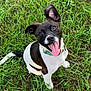 Charlie is registered to the contest to win money with this photo: dog, puppy, grass, tongue_out, collar, sitting, black_and_white, pet, outdoor, looking_at_camera, ear, paw, happy, smile, lawn, nature, playful, mammal, adorable, young