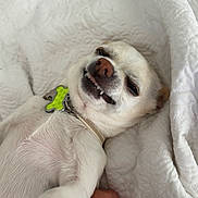 Dexter is registered to the contest to win money with this photo: dog, small_dog, white_dog, pet, collar, dog_tag, lying_down, blanket, hand, smile, teeth, cute, happy, indoor, close_up, fur, paw, resting, domestic_animal, animal