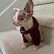 Frankie is registered to the contest to win money with this photo: dog, puppy, blue_eyes, hoodie, clothing, stairs, carpet, pet, animal, small_dog, cute, brown, white, fur, ears, sitting, indoors, side_view, young, domestic_animal