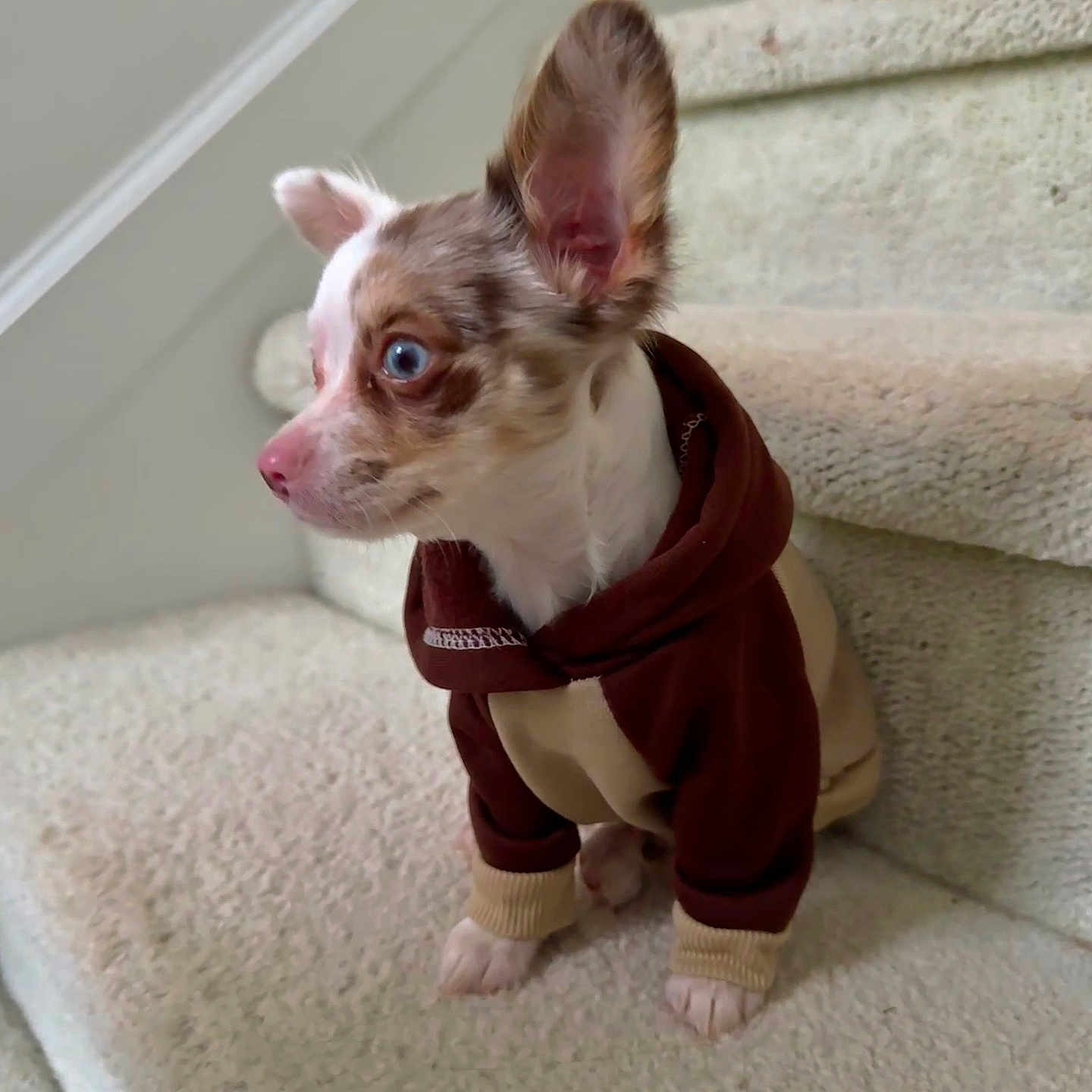 Frankie is registered to the contest to win money with this photo: animal, blue_eyes, brown, carpet, clothing, cute, dog, domestic_animal, ears, fur, hoodie, indoors, pet, puppy, side_view, sitting, small_dog, stairs, white, young