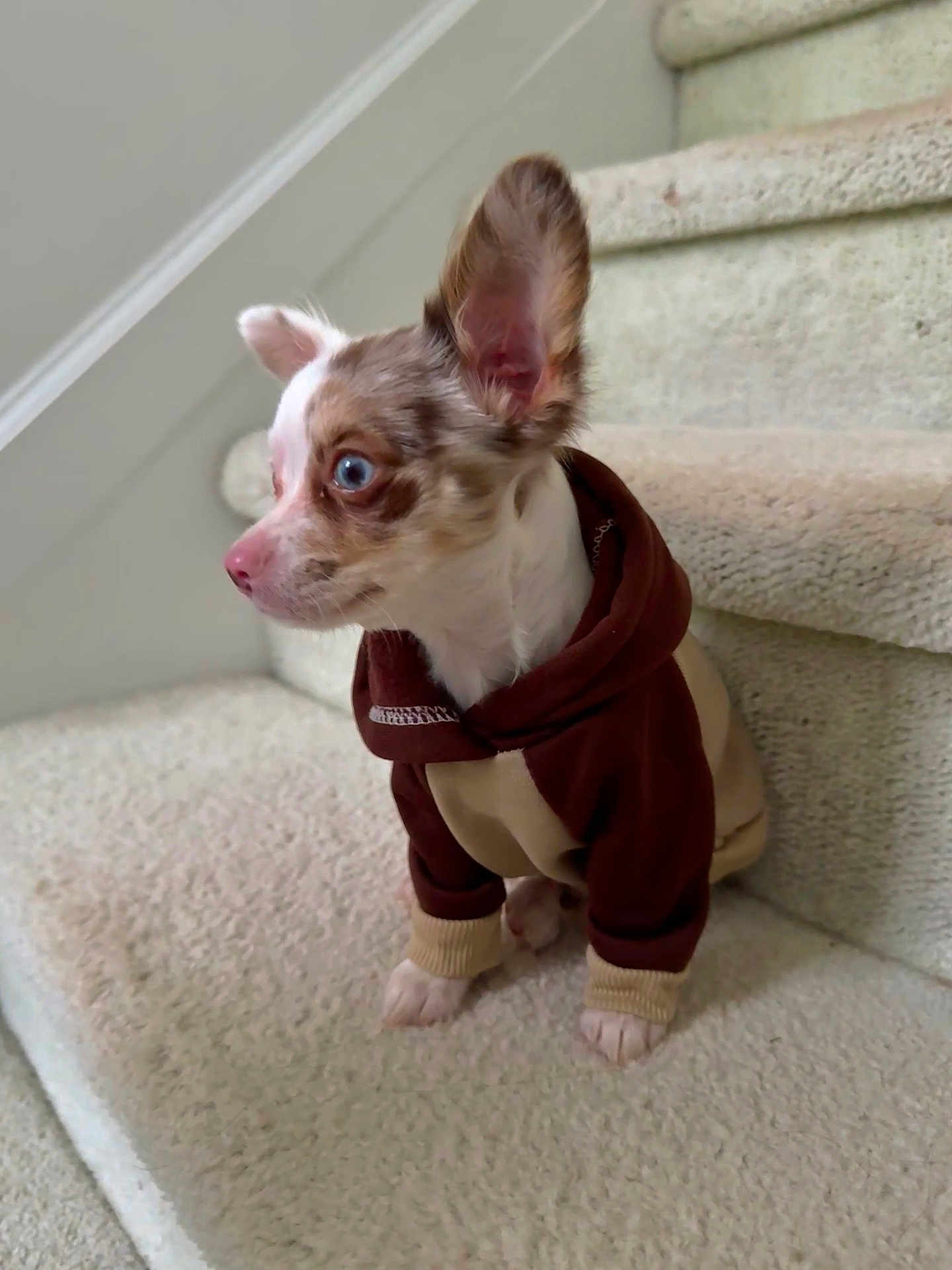 Frankie is registered to the contest to win money with this photo: dog, puppy, blue_eyes, hoodie, clothing, stairs, carpet, pet, animal, small_dog, cute, brown, white, fur, ears, sitting, indoors, side_view, young, domestic_animal