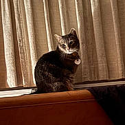 Diego is registered to the contest to win money with this photo: cat, tabby_cat, pet, indoor, window, curtains, bed, blanket, collar, id_tag, whiskers, fur, sitting, ledge, wood_headboard, cozy, soft_lighting, portrait, home_interior, nighttime