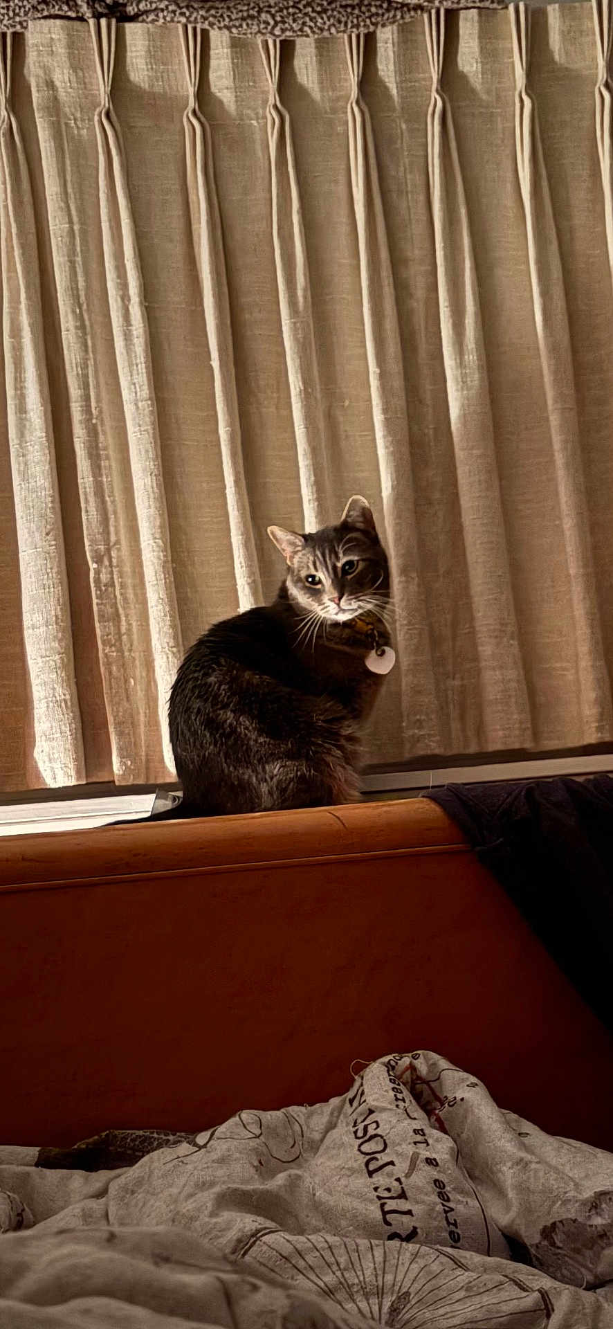Diego is registered to the contest to win money with this photo: cat, tabby_cat, pet, indoor, window, curtains, bed, blanket, collar, id_tag, whiskers, fur, sitting, ledge, wood_headboard, cozy, soft_lighting, portrait, home_interior, nighttime
