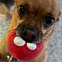 animal, bell, brown_dog, close_up, collar, companion, cute, dog, domestic_animal, focus, furry, indoor, looking, mouth, nose, pet, playful, small_dog, toy, whiskers