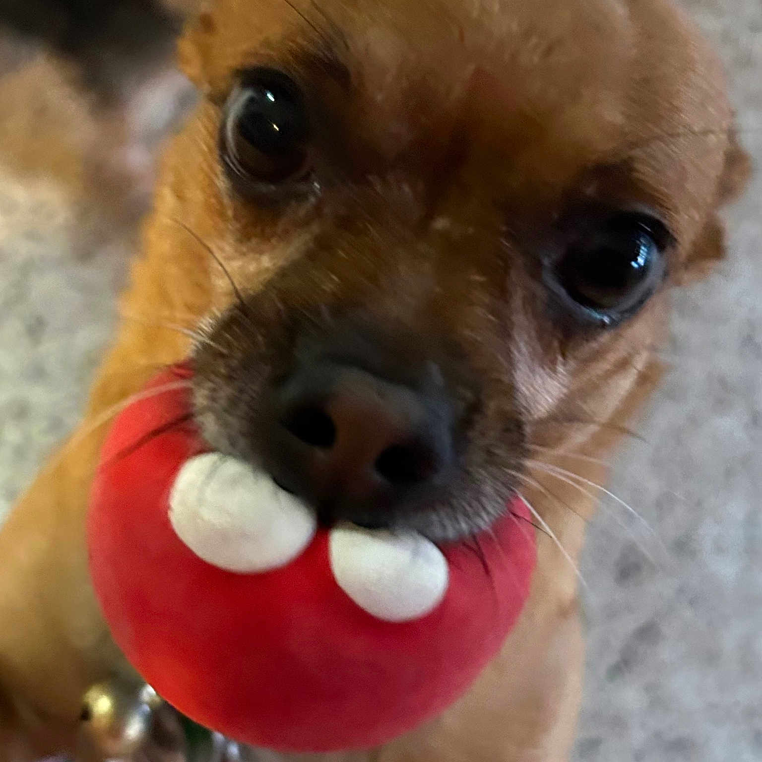 Peanut joined the competition — help win amazing prizes! animal, bell, brown_dog, close_up, collar, companion, cute, dog, domestic_animal, focus, furry, indoor, looking, mouth, nose, pet, playful, small_dog, toy, whiskers
