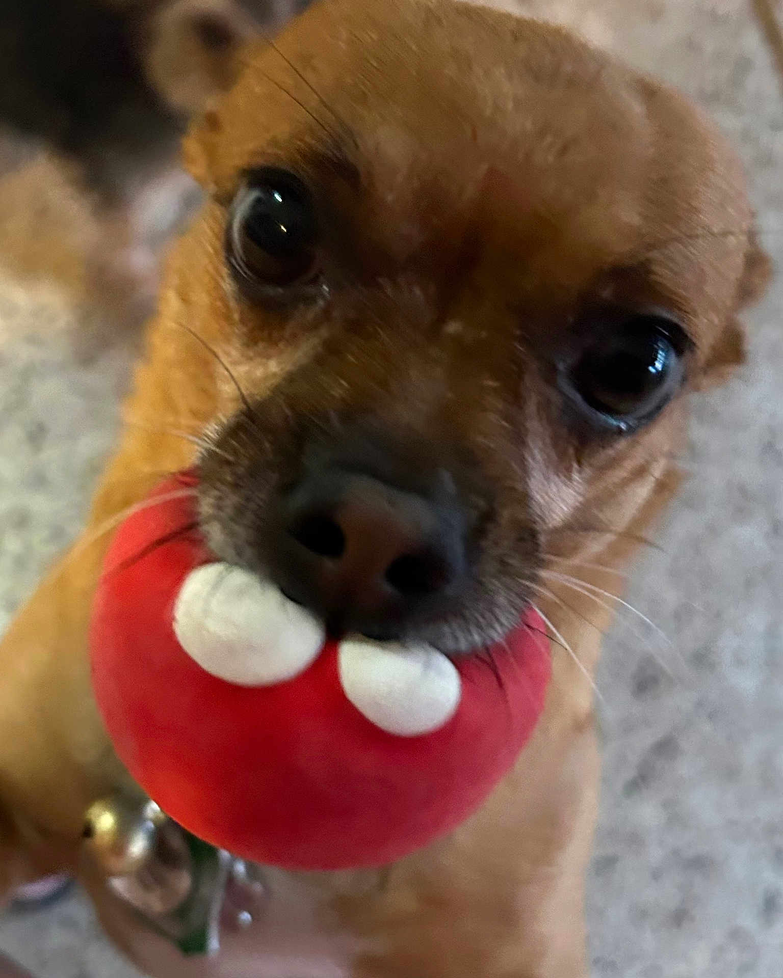 Peanut