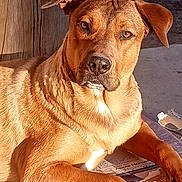 Rocket is registered to the contest to win money with this photo: animal, brown, calm, canine, cardboard, closeup, dog, ears, face, fur, ground, nature, outdoor, paw, pet, portrait, relaxed, resting, sunlight, wood