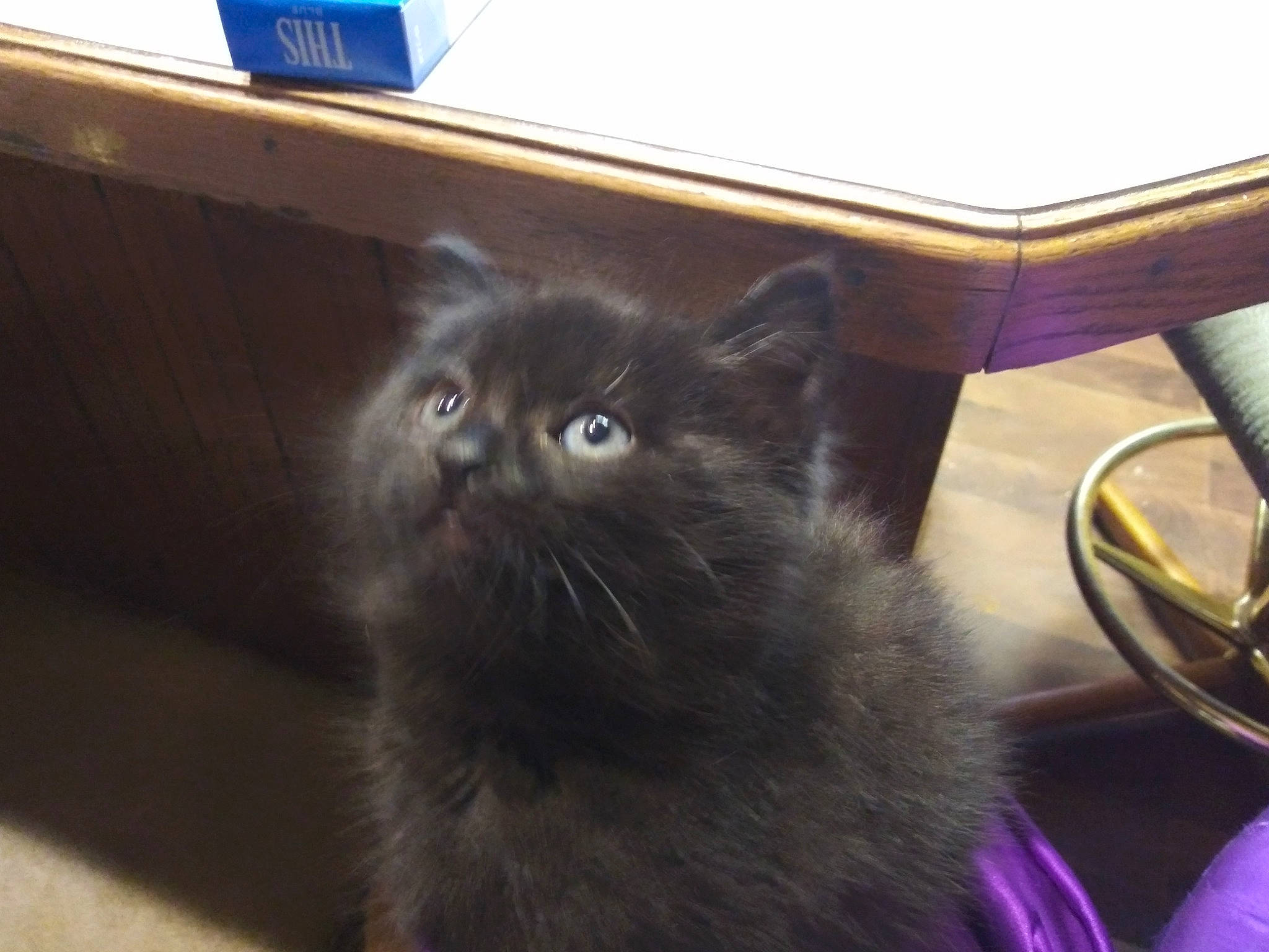 Niko is registered to the contest to win money with this photo: black_cat, carnivore, cat, domestic_long_haired_cat, felidae, fur, iris, outdoor_furniture, pet_supply, purple, small_to_medium_sized_cats, snout, violet, whiskers