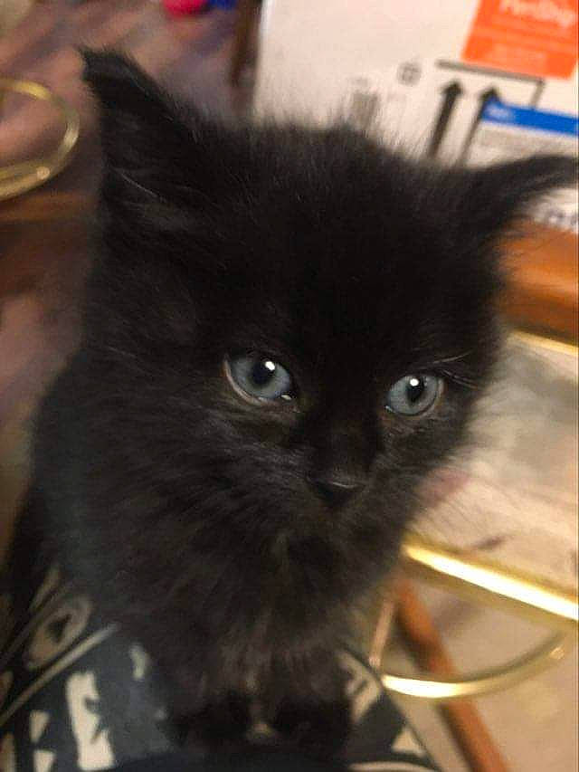 Niko is registered to the contest to win money with this photo: black_cat, carnivore, cat, felidae, fur, iris, small_to_medium_sized_cats, snapshot, snout, vertebrate, whiskers