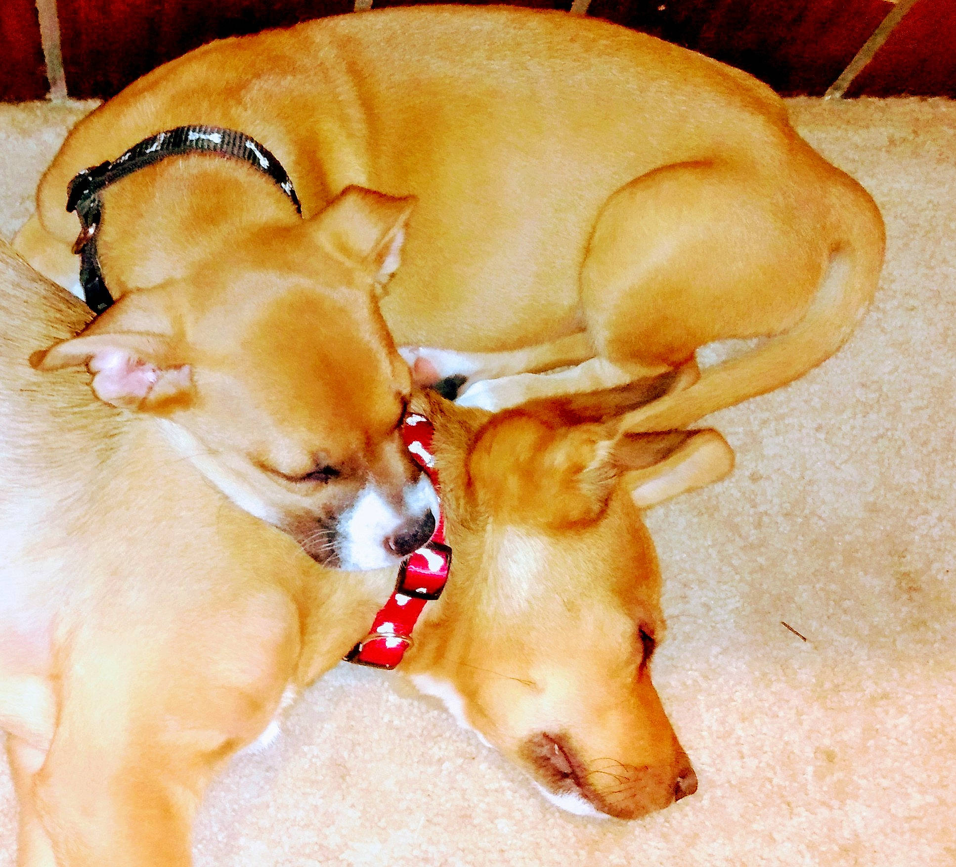 Loki And Zues joined the competition — help win amazing prizes! canidae, carnivore, collar, companion_dog, dog, dog_breed, dog_supply, fawn, liver, non_sporting_group, peach, pet_supply, snout, sporting_group, tan, working_animal