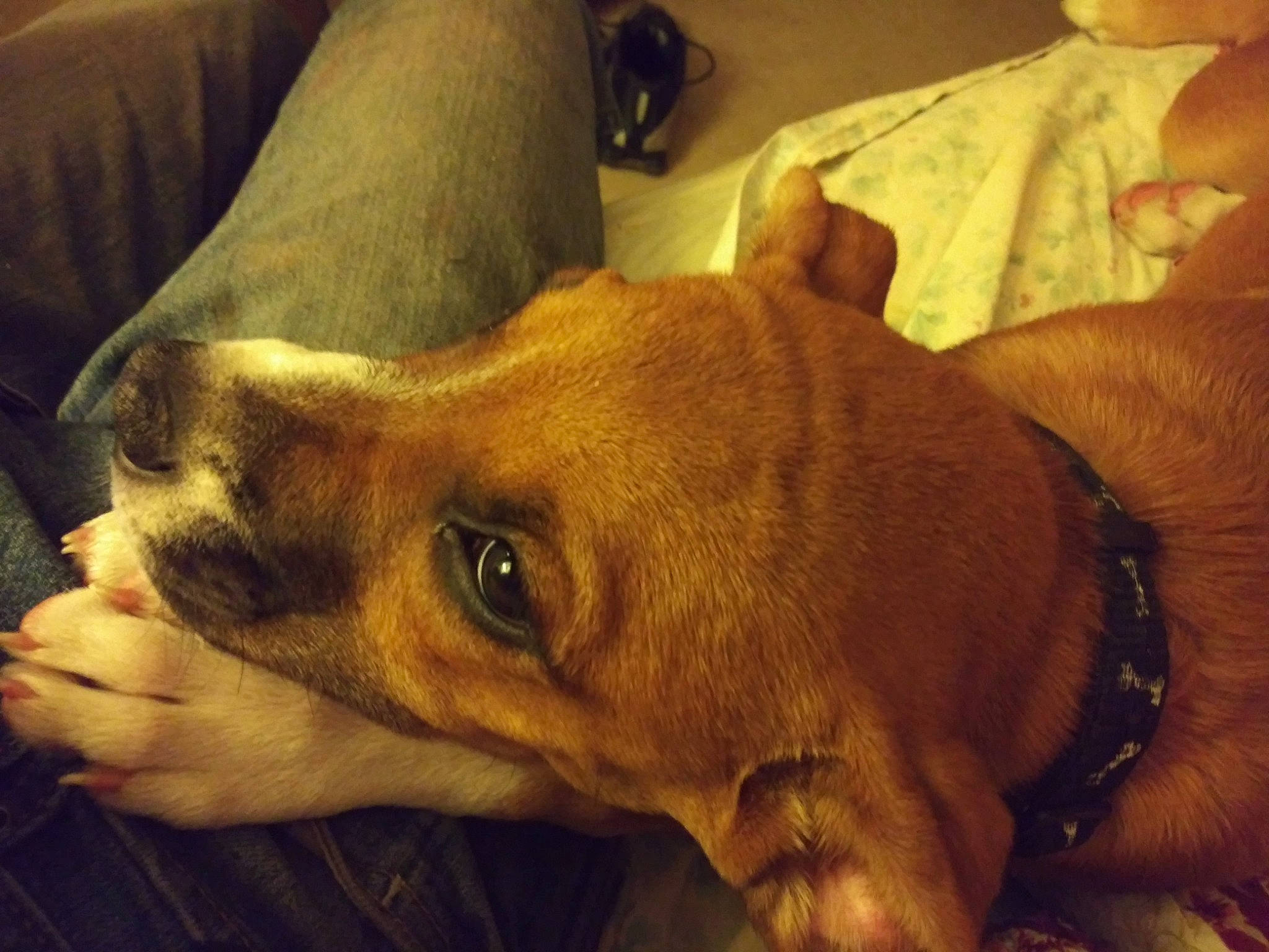 Loki And Zues joined the competition — help win amazing prizes! canidae, carnivore, comfort, companion_dog, couch, dog, dog_breed, fawn, liver, skin, snout, sporting_group, vertebrate, whiskers, working_animal, working_dog