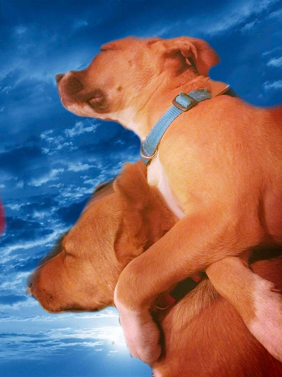 Loki And Zues is registered to the contest to win money with this photo: azure, canidae, carnivore, collar, companion_dog, dog, dog_breed, dog_collar, dog_supply, fawn, liver, nail, snout, sporting_group, terrestrial_animal, thumb, working_animal