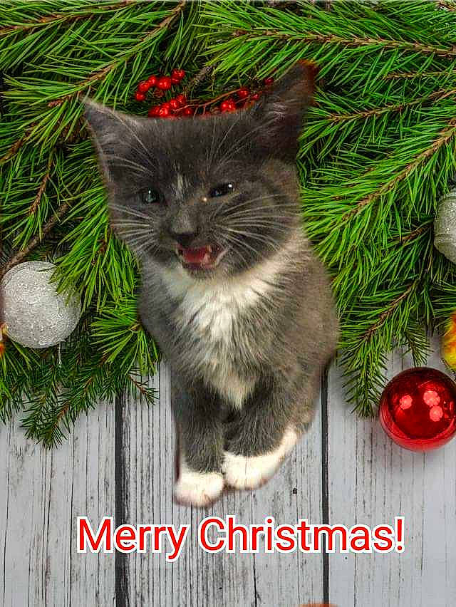 Moe is registered to the contest to win money with this photo: carnivore, cat, christmas, christmas_decoration, christmas_ornament, christmas_tree, conifer, evergreen, felidae, fir, fur, kitten, pine, pine_family, silvertip_fir, small_to_medium_sized_cats, snout, sphere, whiskers, white_pine
