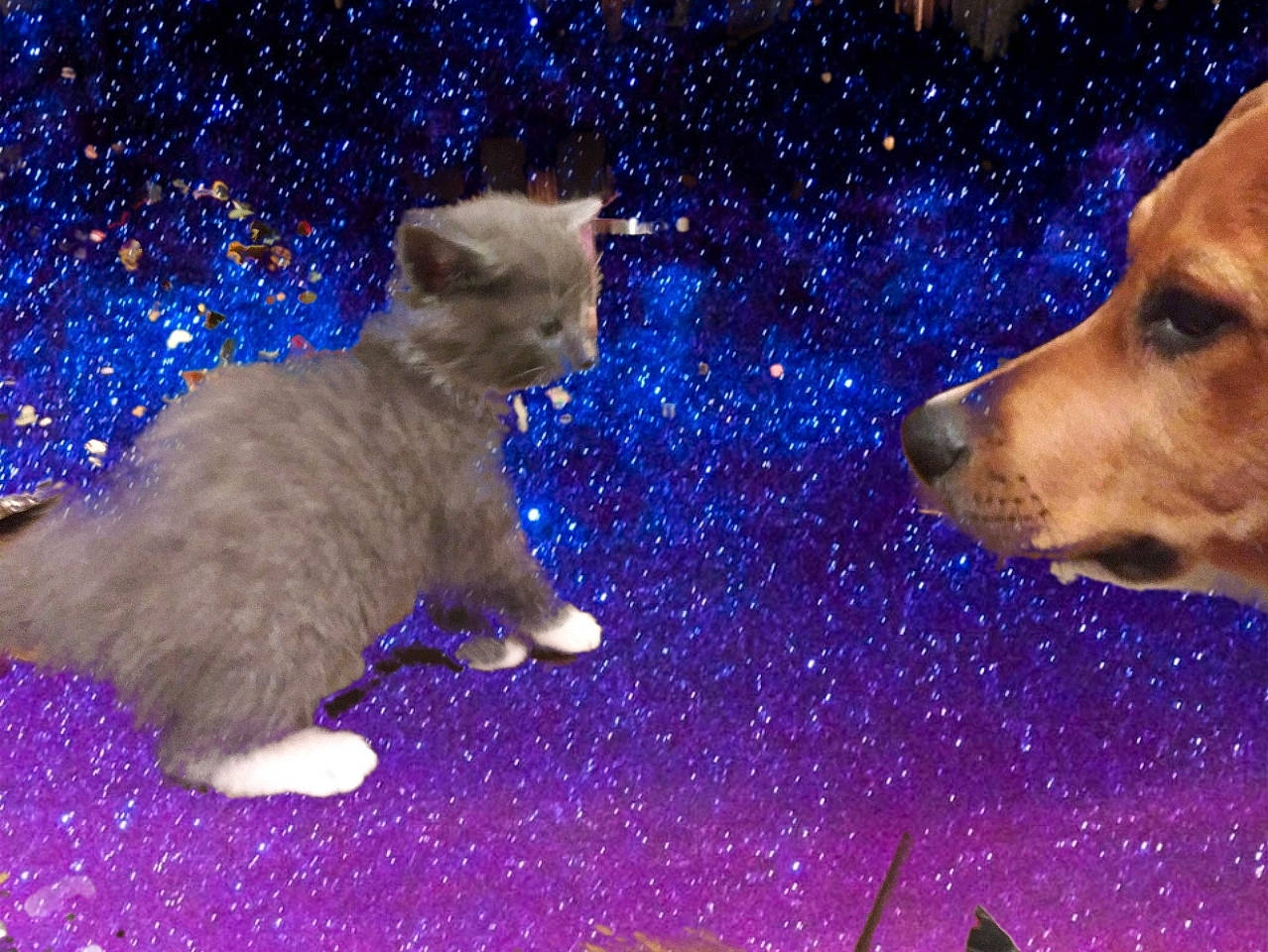 Moe joined the competition — help win amazing prizes! astronomical_object, canidae, carnivore, cat, companion_dog, dog, dog_breed, electric_blue, fawn, felidae, night, small_to_medium_sized_cats, snout, space, sporting_group, star, vertebrate, whiskers