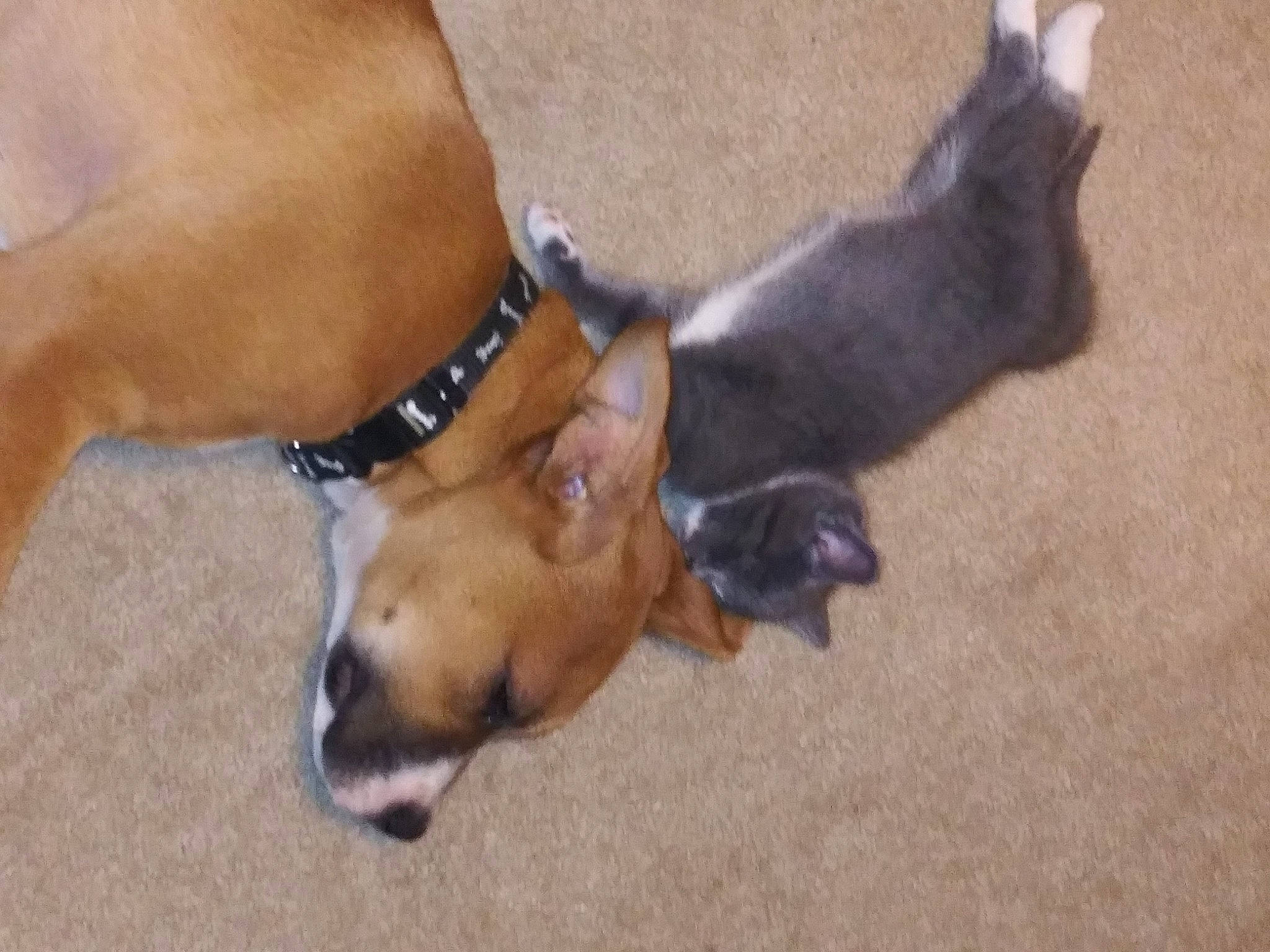 Moe is registered to the contest to win money with this photo: canidae, carnivore, collar, companion_dog, dog, dog_breed, fawn, foot, leash, liver, mammal, paw, pet_supply, shadow, snout, sporting_group, tan, terrestrial_animal, toe, working_animal