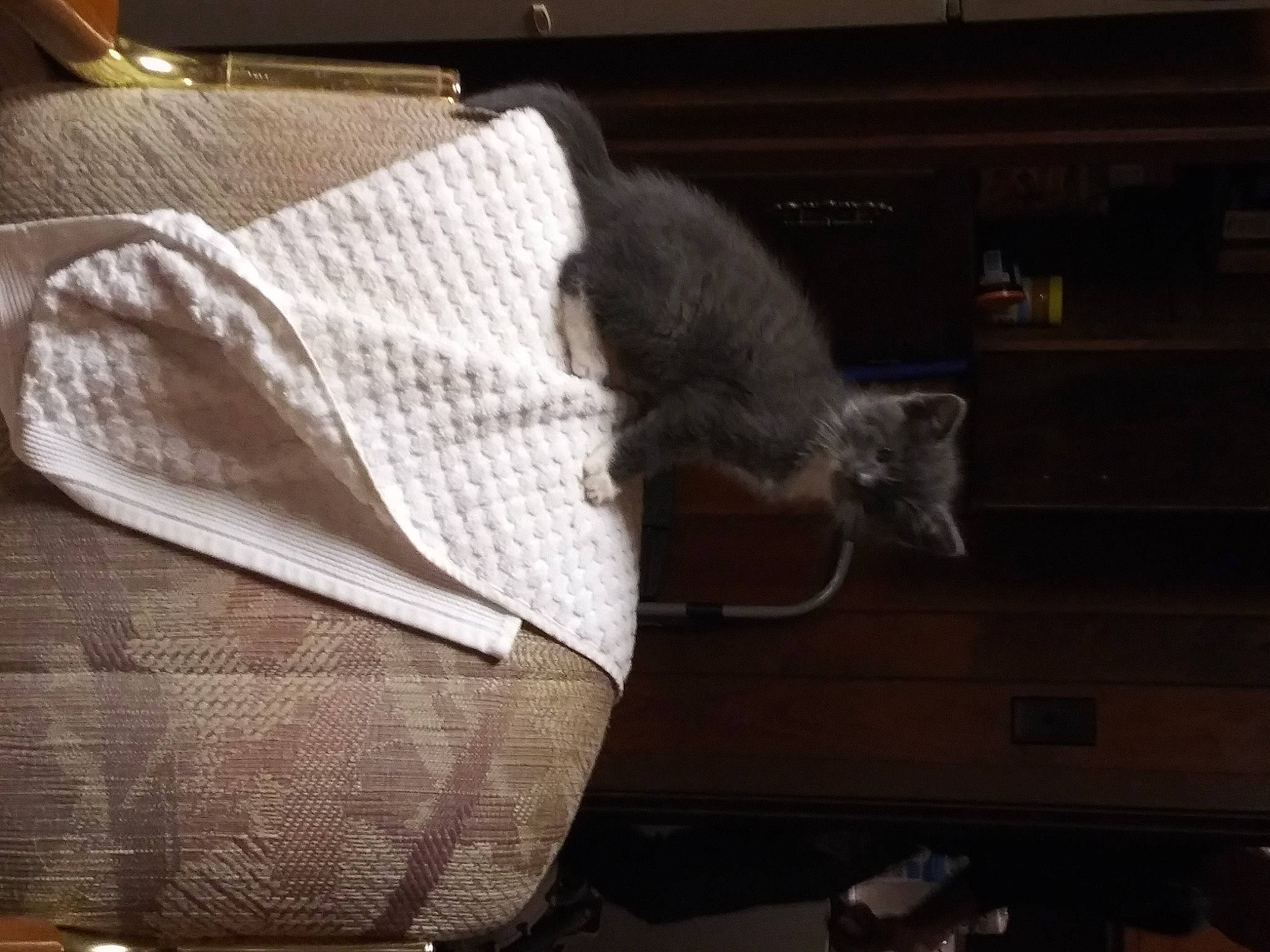 Moe joined the competition — help win amazing prizes! beige, carnivore, cat, felidae, fur, pocket, small_to_medium_sized_cats, tail, textile, whiskers