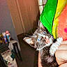 Stinker joined the competition — help win amazing prizes! animal, blue_eyes, blurred_background, bottle, cat, claw, colorful_clothing, fur, furniture, grip, hand, indoor, kitten, person, room, shelf, startled, table, tie_dye_shirt, whiskers