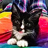 animal, black_and_white, blurred, cat, close_up, colorful, cozy, cute, fabric, fuzzy, indoor, kitten, pants, paws, pet, plaid, resting, tie_dye, whiskers, young