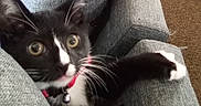Stinker is registered to the contest to win money with this photo: animal, black_and_white, cat, close_up, collar, curious, cushion, domestic_cat, feline, grey_fabric, indoor, kitten, paw, pet, playful, red_collar, sofa, tuxedo_cat, whiskers, young_cat