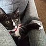 animal, black_and_white, cat, close_up, collar, curious, cushion, domestic_cat, feline, grey_fabric, indoor, kitten, paw, pet, playful, red_collar, sofa, tuxedo_cat, whiskers, young_cat