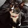 Stinker is registered to the contest to win money with this photo: animal, black_background, black_fur, cat, close_up, collar, curious, cute, domestic_animal, feline, fur, indoor, looking_up, pet, portrait, sitting, tuxedo_cat, whiskers, white_fur, yellow_eyes